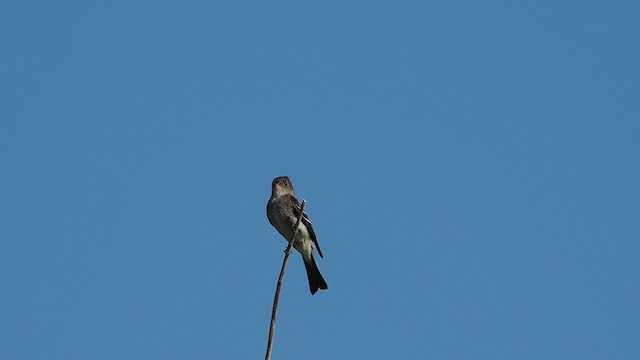 Eastern Wood-Pewee - ML625809705