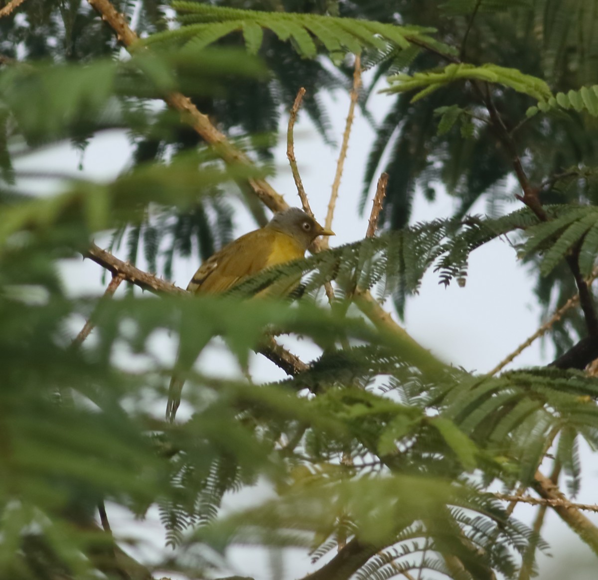 Bulbul Cabecigrís - ML625809732