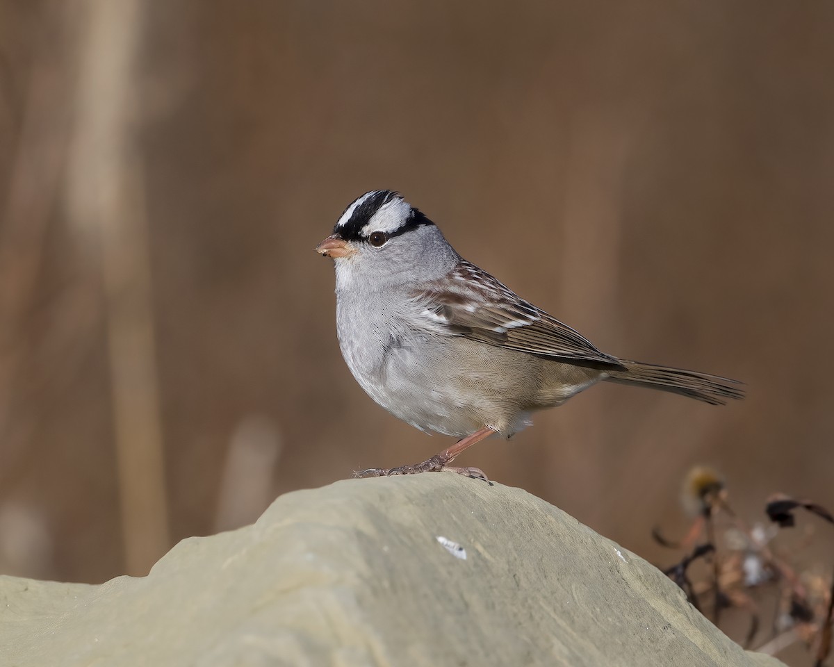 White-crowned Sparrow - ML625809806