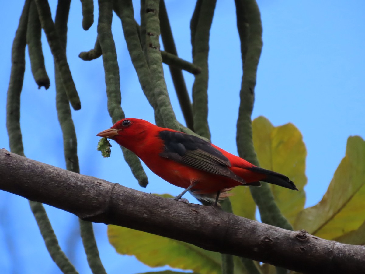 Scarlet Tanager - ML625809842