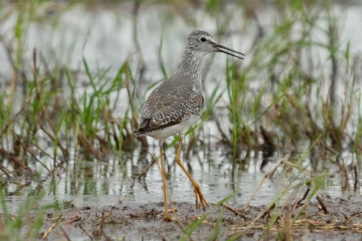 gulbeinsnipe - ML625809890