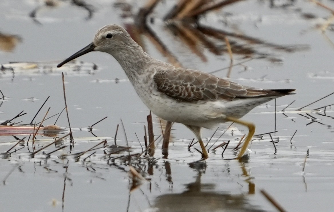 styltesnipe - ML625809918