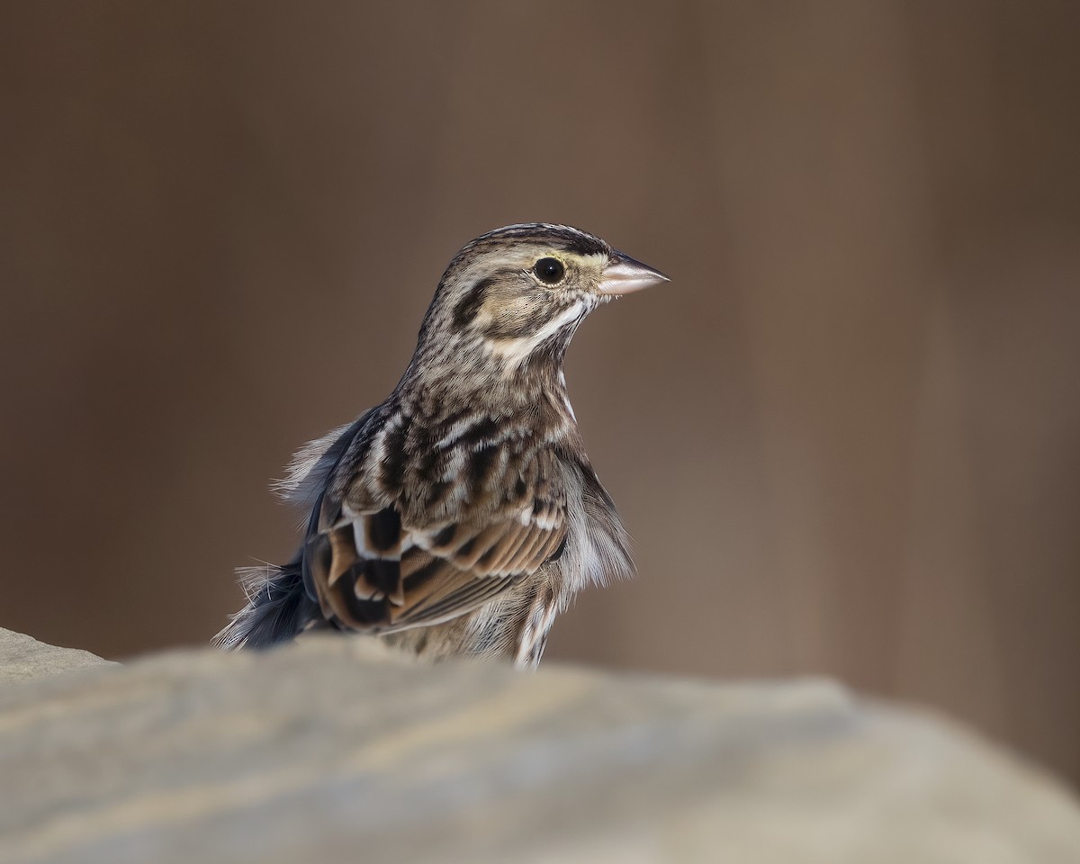 Savannah Sparrow - ML625810038