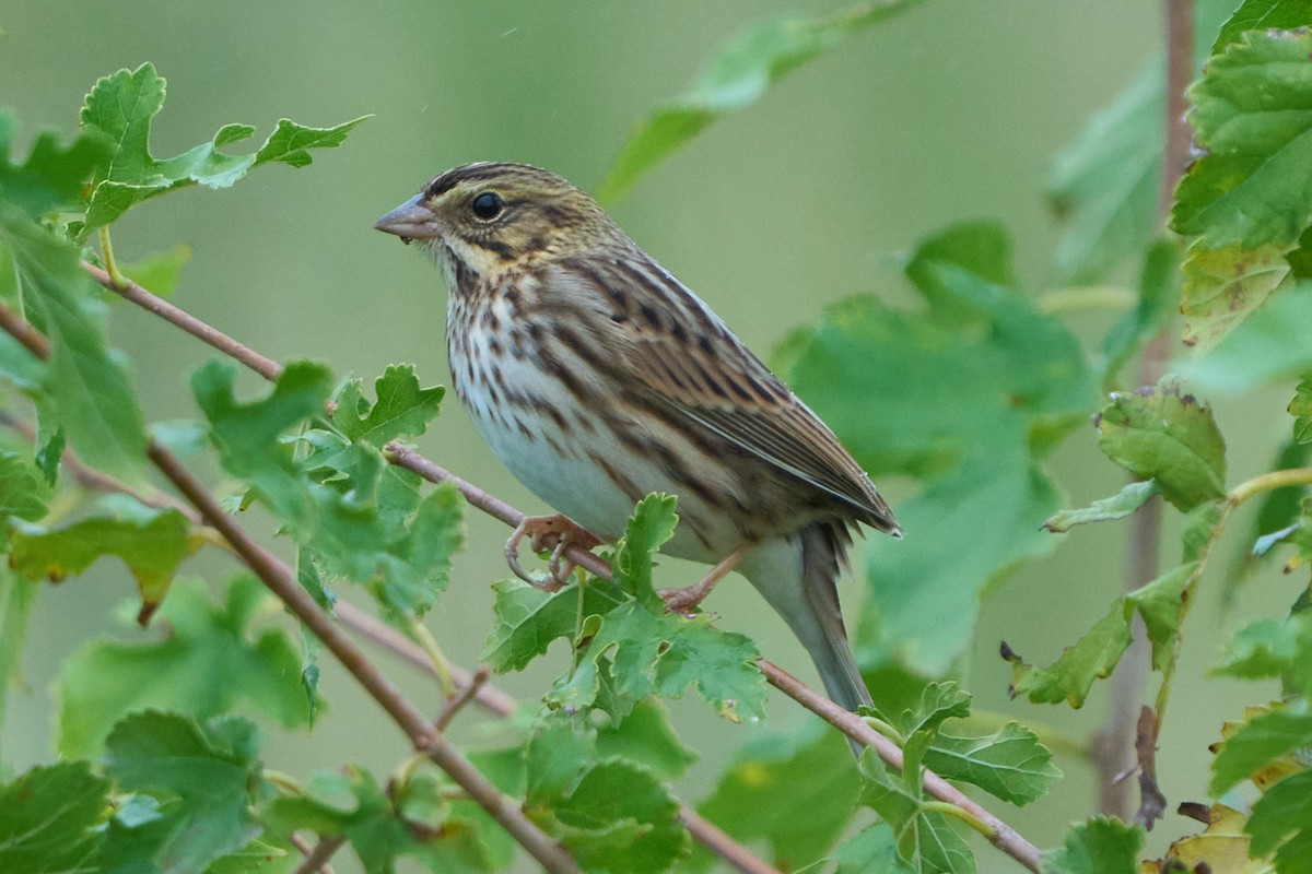 Savannah Sparrow (Savannah) - ML625810049