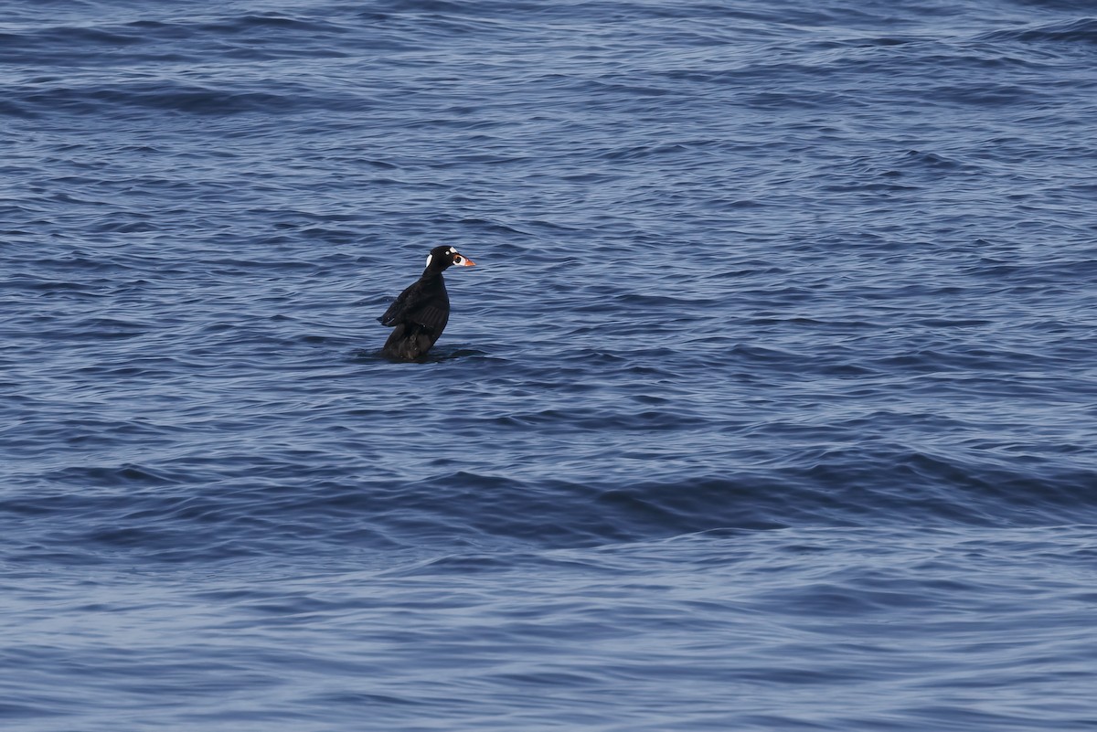 Surf Scoter - ML625810154