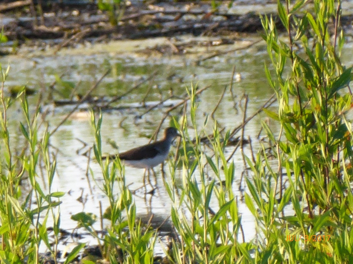 Lesser Yellowlegs - ML62581021