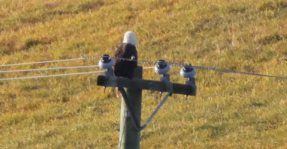 Bald Eagle - ML625810459