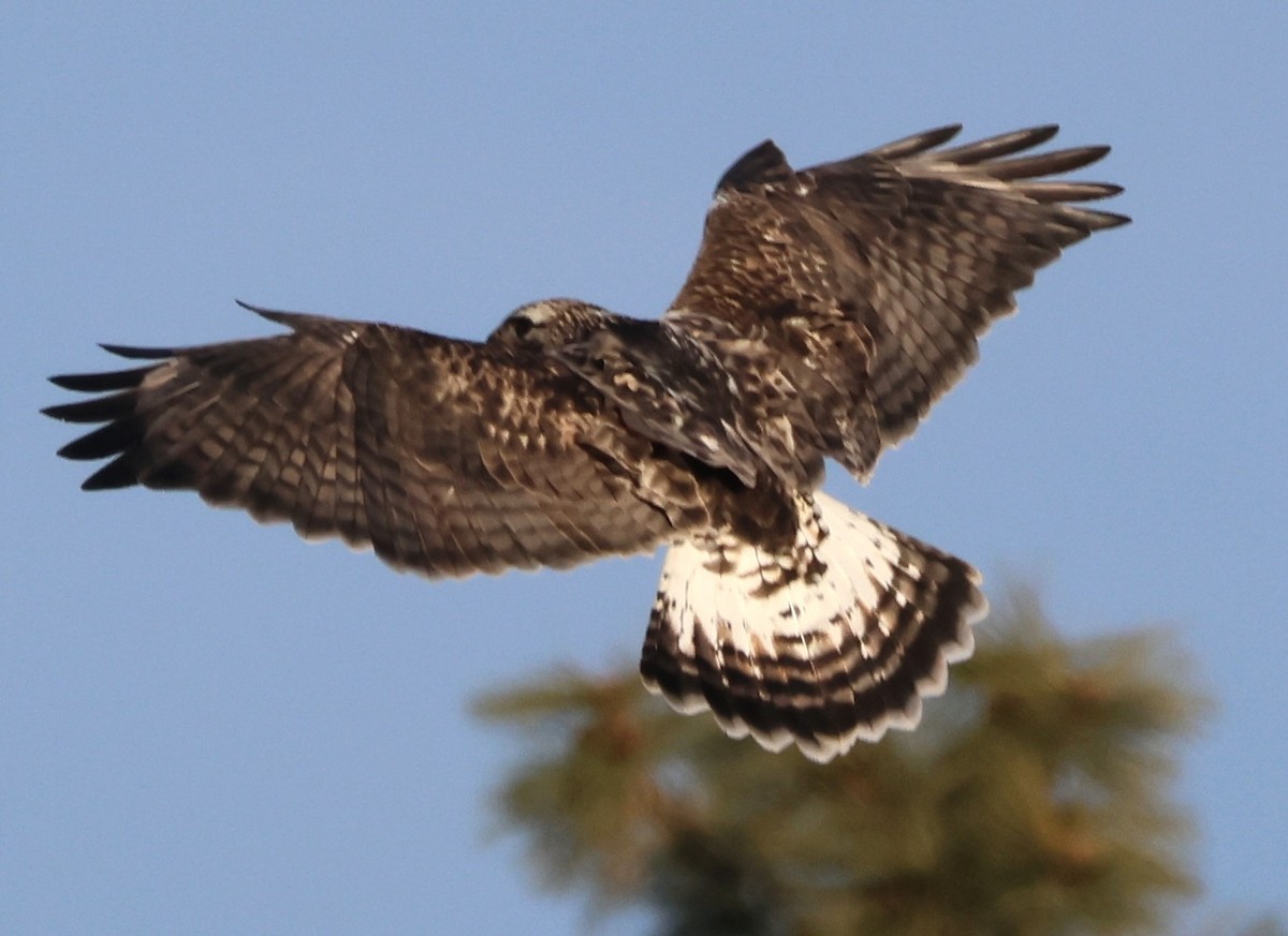Rough-legged Hawk - ML625810483
