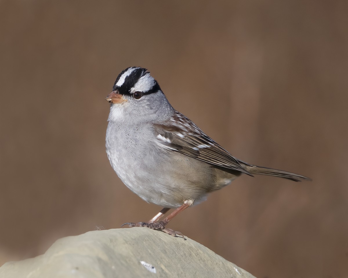 White-crowned Sparrow - ML625810559