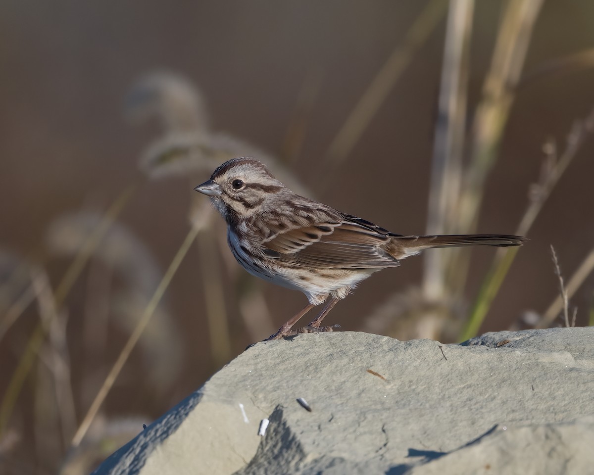 Song Sparrow - ML625810760