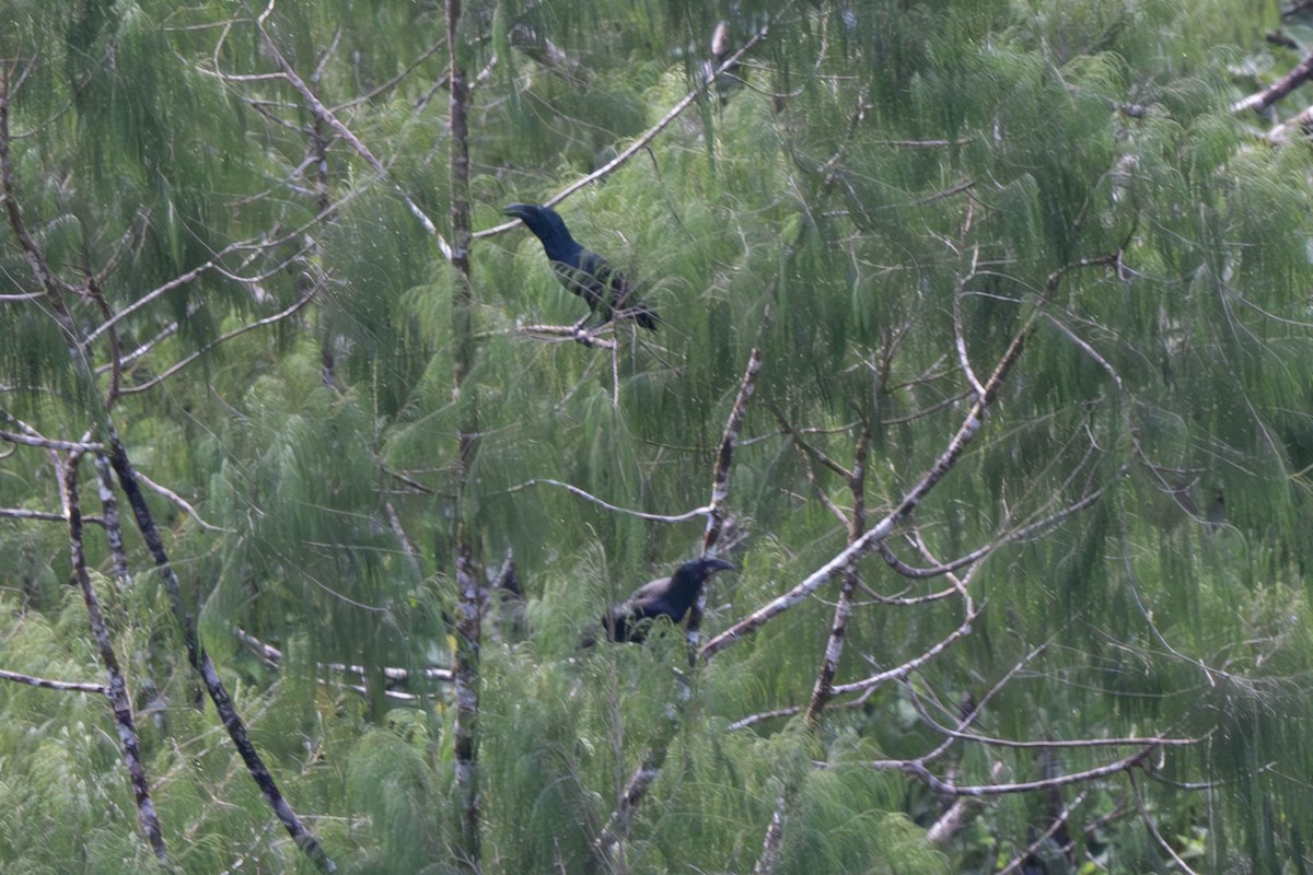 ブーゲンビルガラス - ML625810948