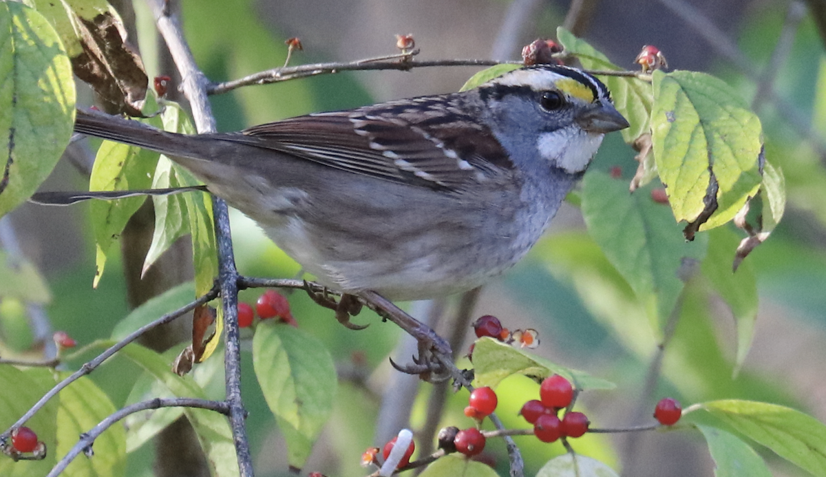 White-throated Sparrow - ML625811099