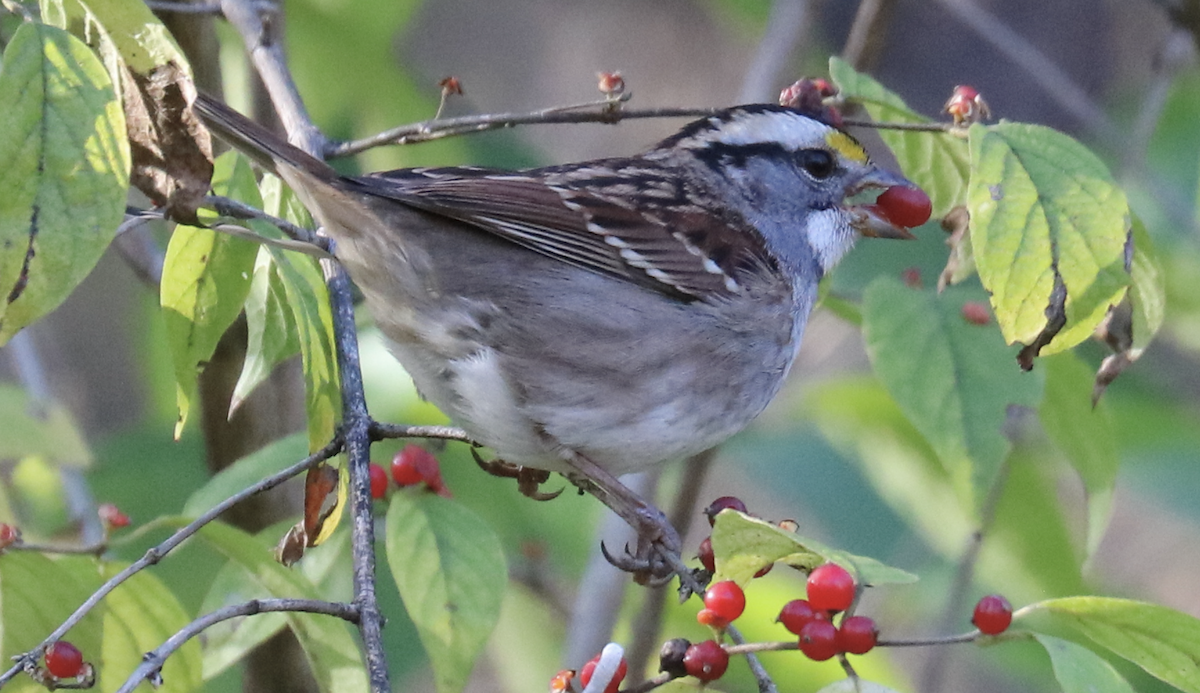 White-throated Sparrow - ML625811100