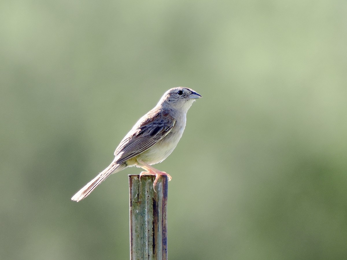 Botteri's Sparrow - Kathi Marston