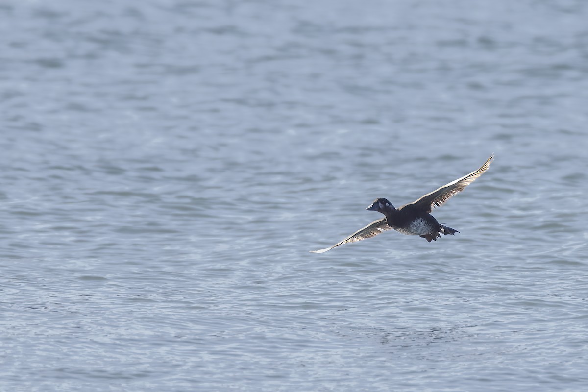 Surf Scoter - ML625811261