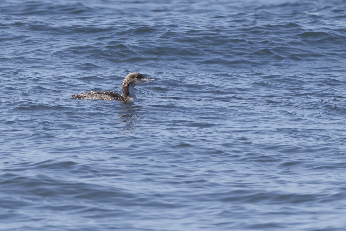 Pacific Loon - ML625811348