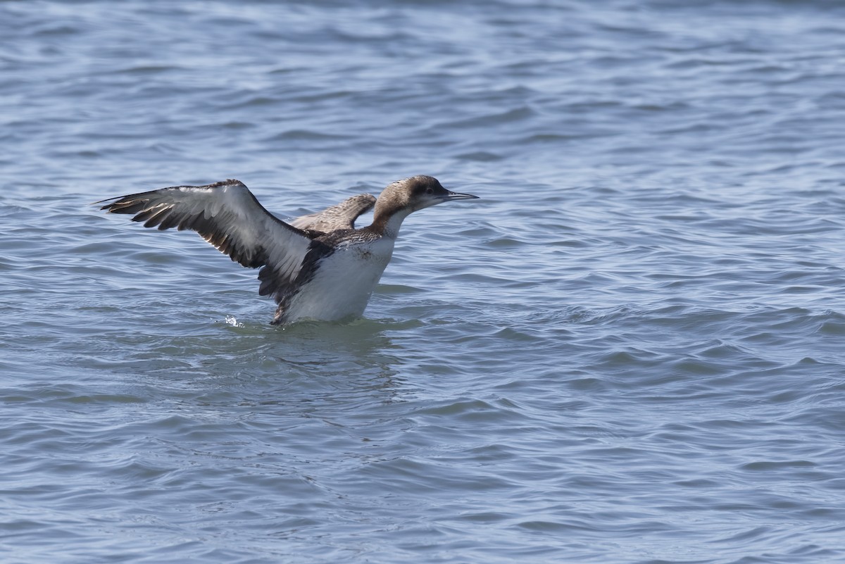 Pacific Loon - ML625811365