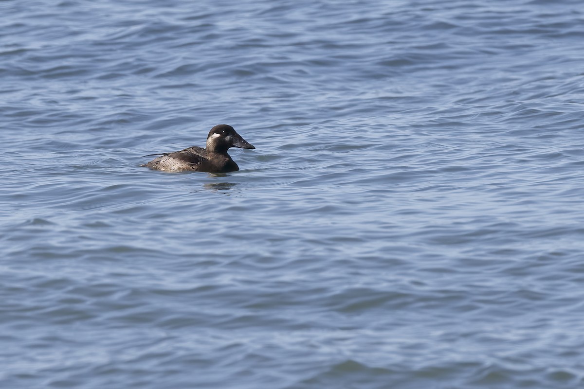 Surf Scoter - ML625811388