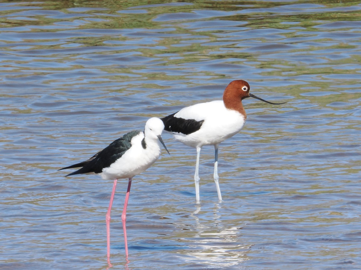 Red-necked Avocet - ML625811402