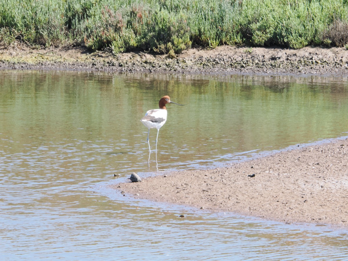 Red-necked Avocet - ML625811431