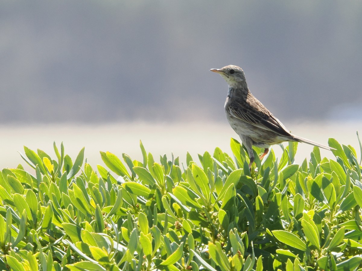 Brown Songlark - ML625811523