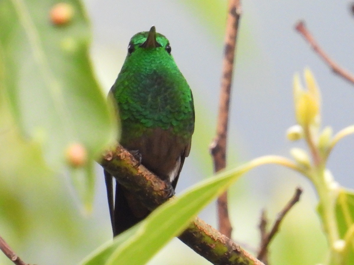 Green-bellied Hummingbird - ML625811573