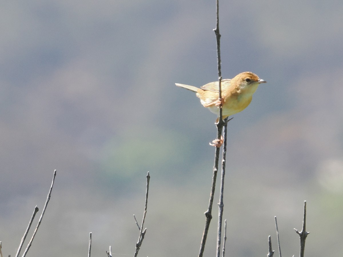 Golden-headed Cisticola - ML625811632