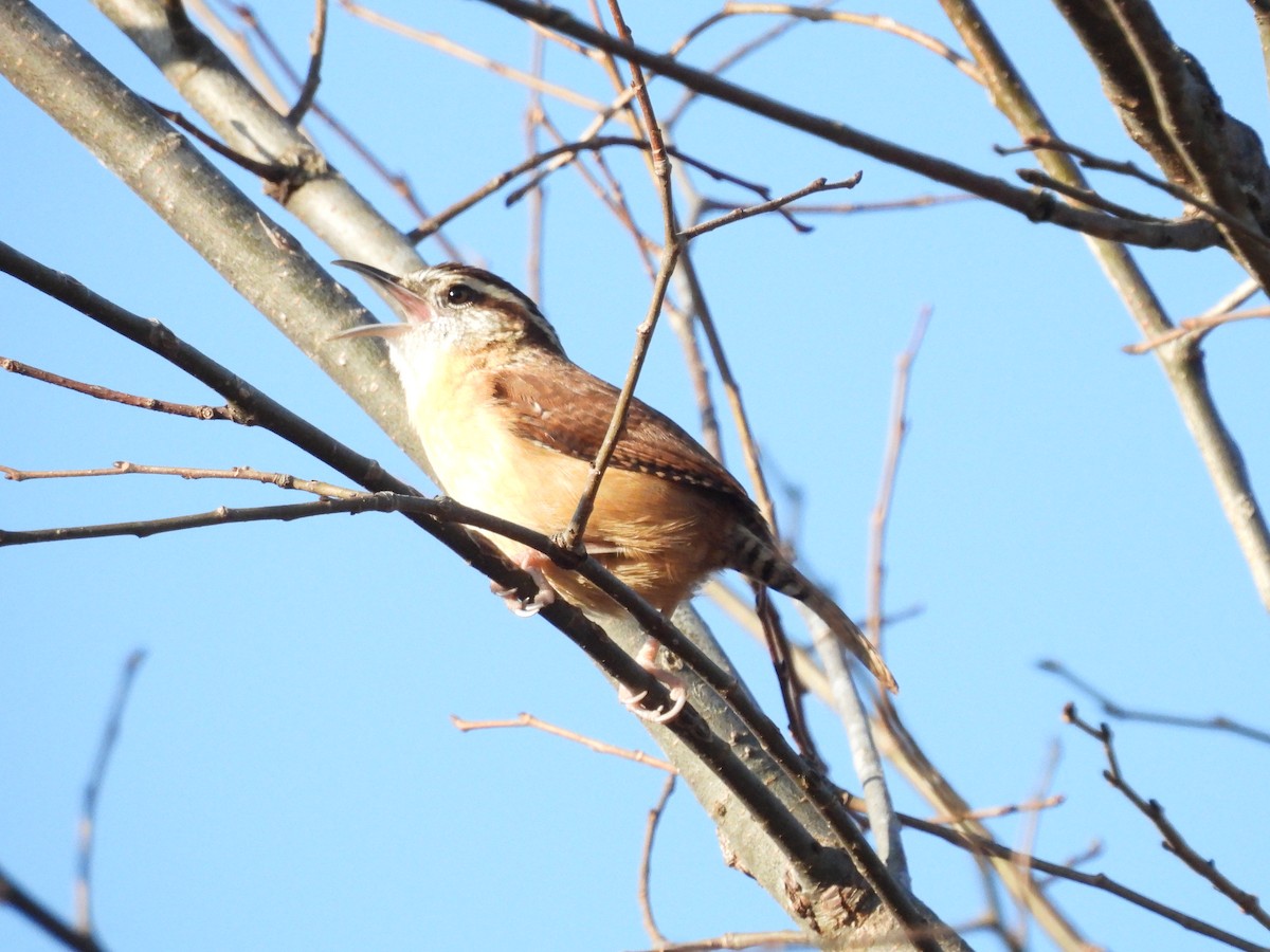 Carolina Wren - ML625811662