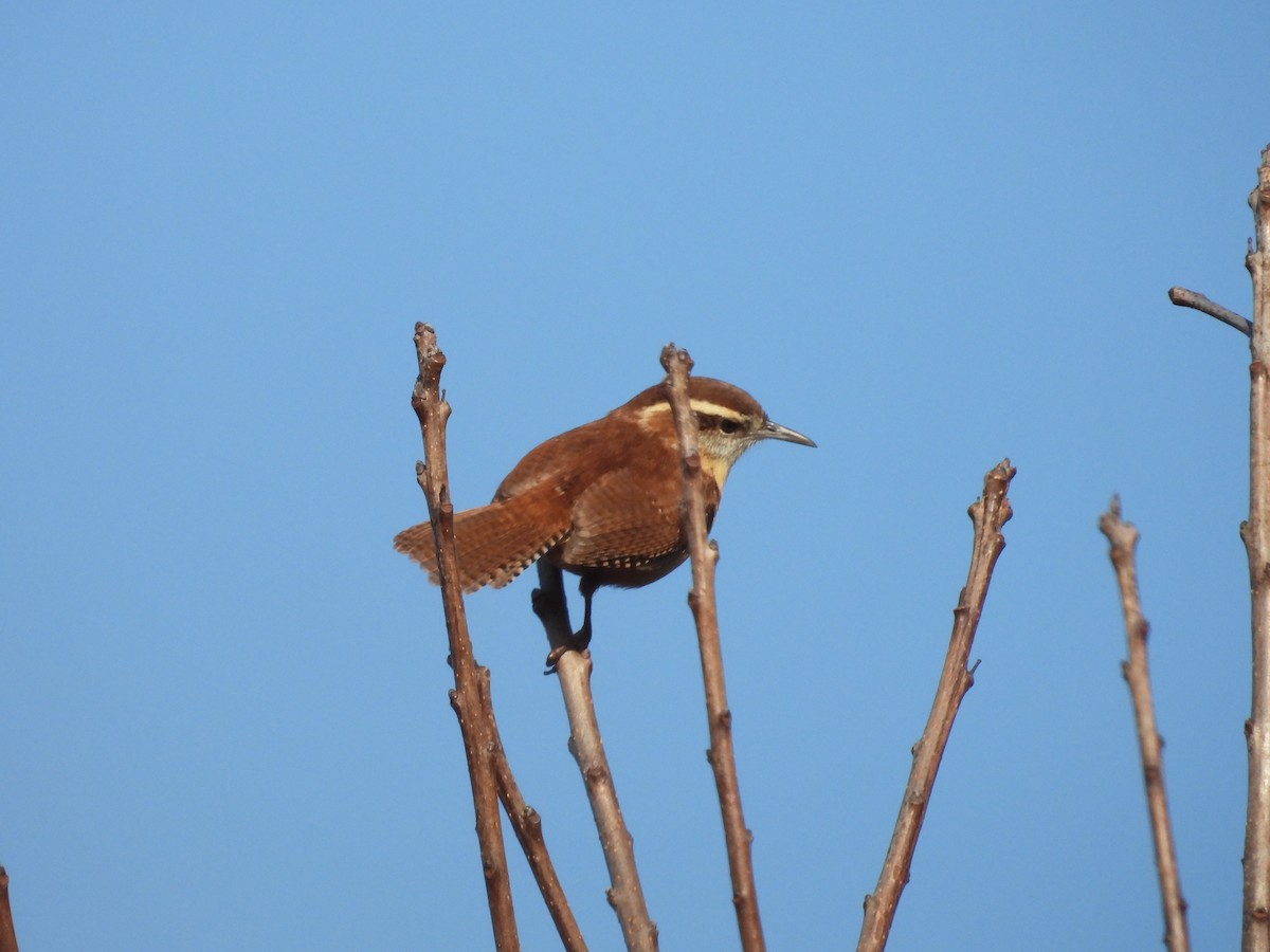 Carolina Wren - ML625811663
