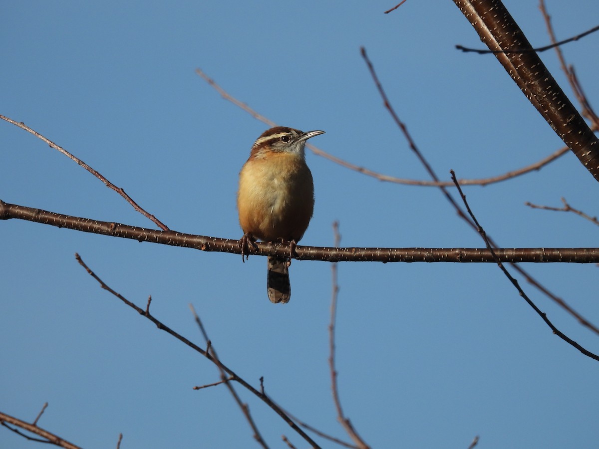 Carolina Wren - ML625811664