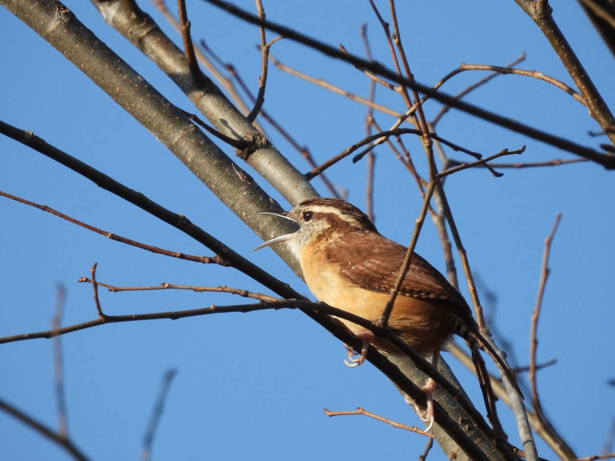 Carolina Wren - ML625811665