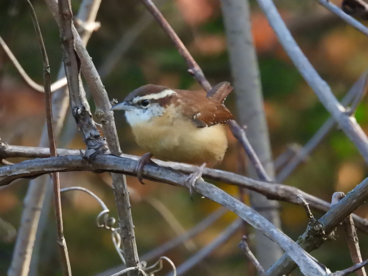 Carolina Wren - ML625811666