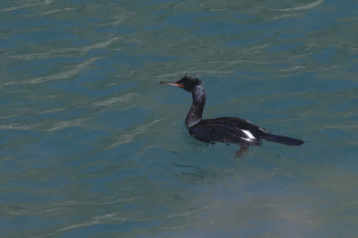 Pelagic Cormorant - ML625811681