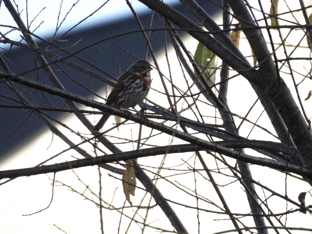 Fox Sparrow (Red) - ML625811686
