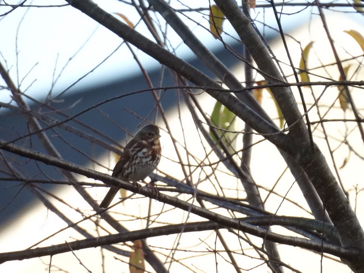 Fox Sparrow (Red) - ML625811687