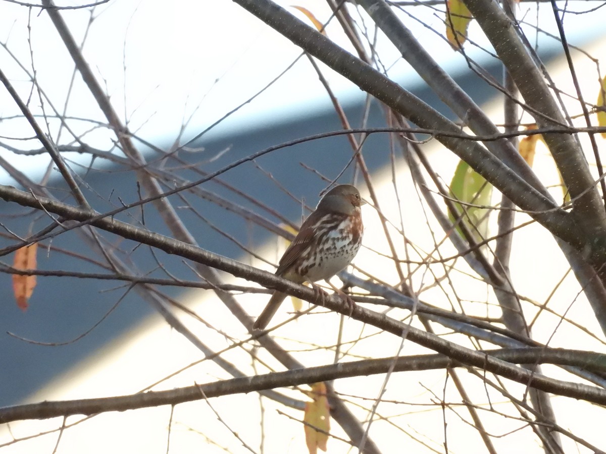 Fox Sparrow (Red) - ML625811688