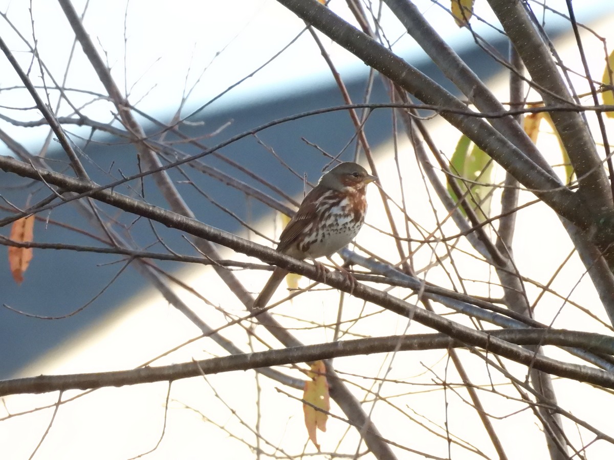 Fox Sparrow (Red) - ML625811689