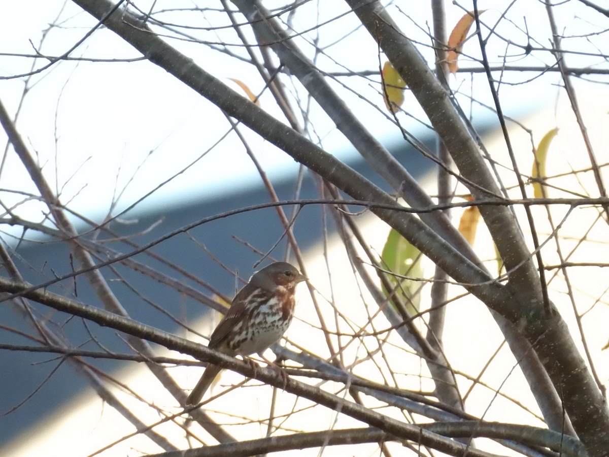 Fox Sparrow (Red) - ML625811690