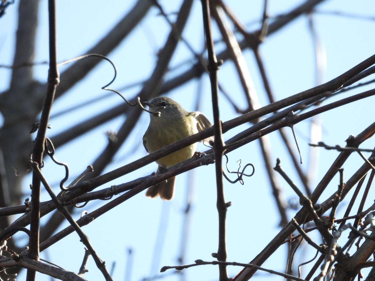 Orange-crowned Warbler - ML625811708