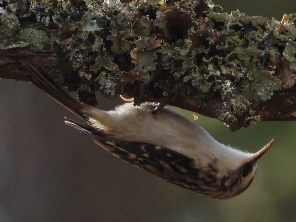 Brown Creeper - ML625811714