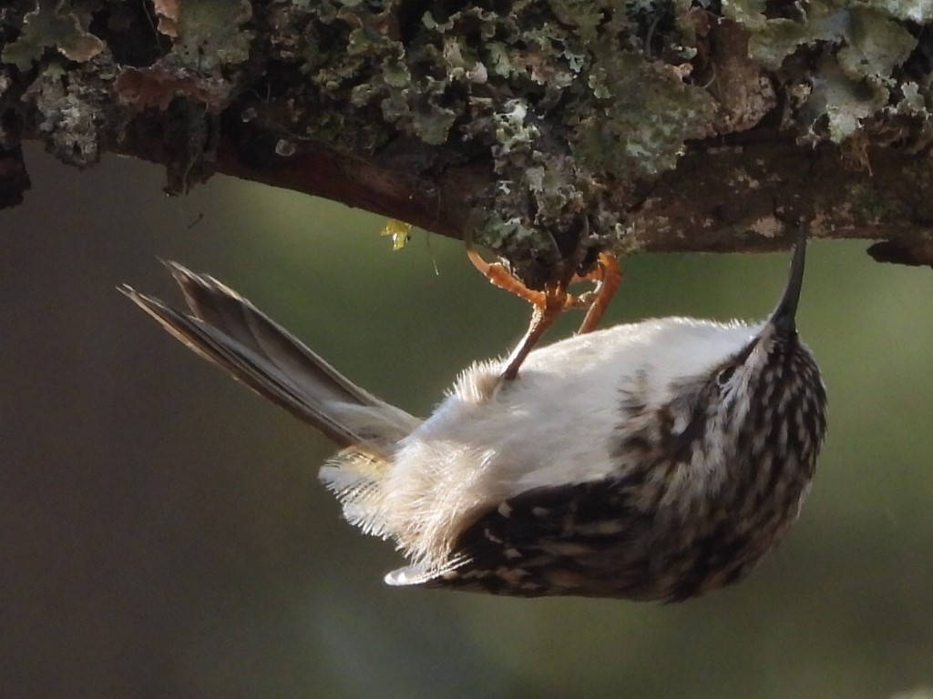 Brown Creeper - ML625811715