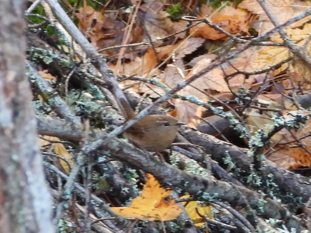 Pacific Wren - ML625811725