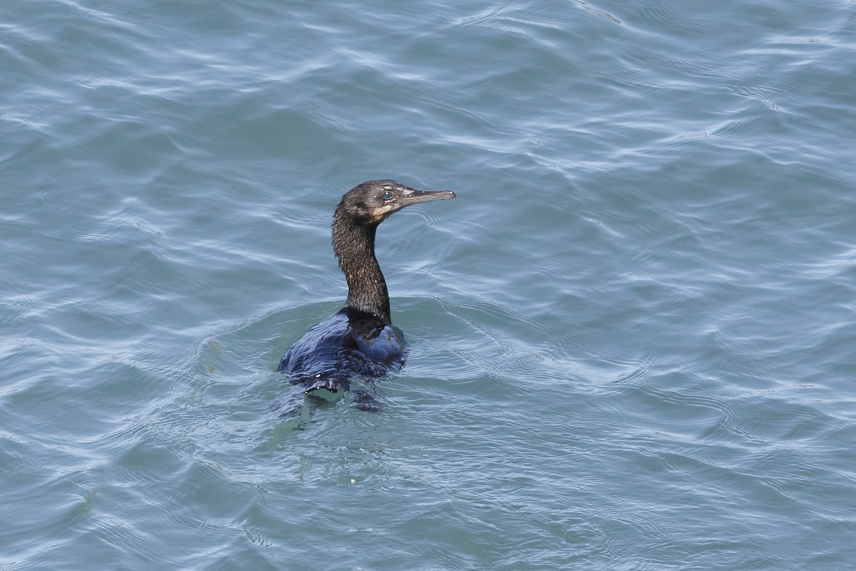 Brandt's Cormorant - ML625811754