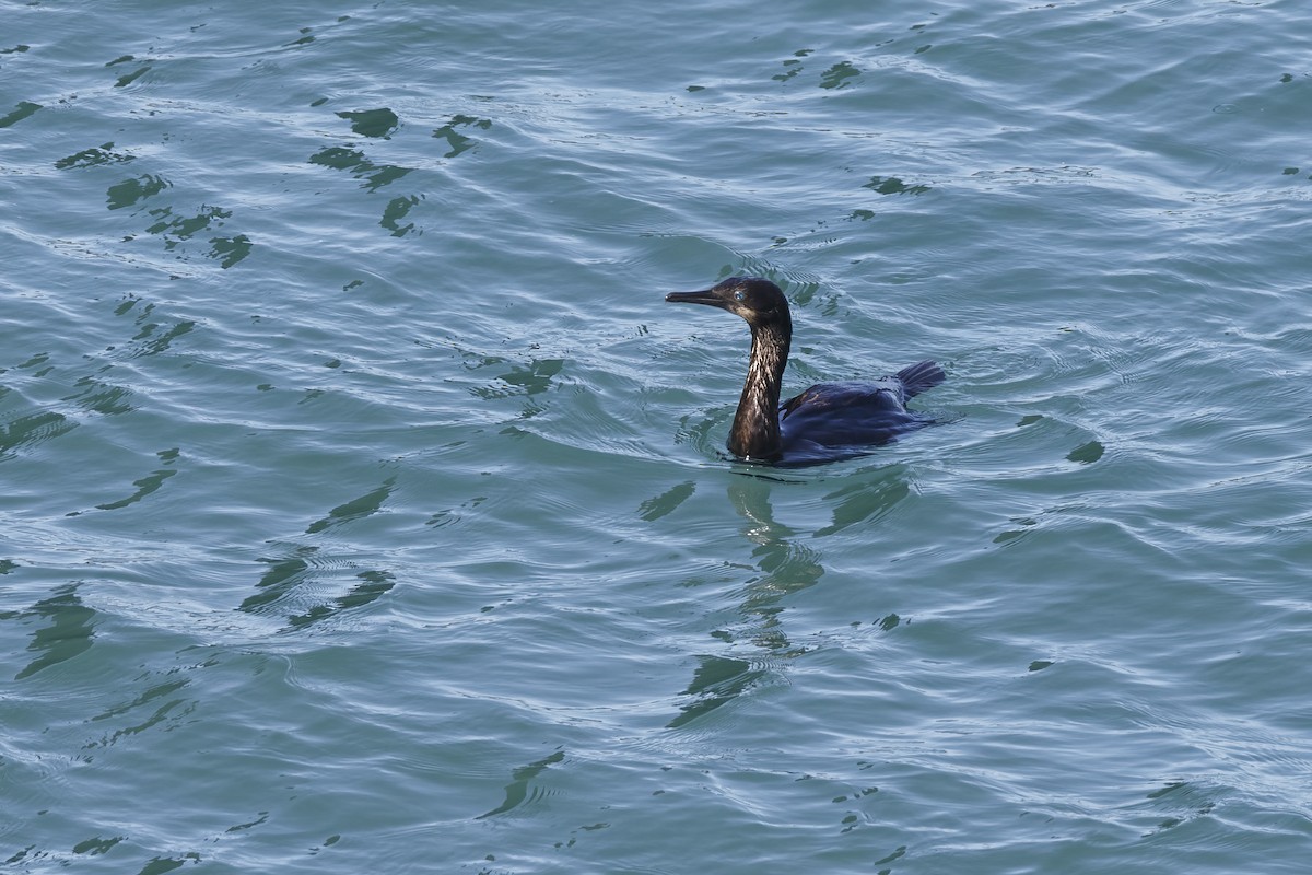 Brandt's Cormorant - ML625811755