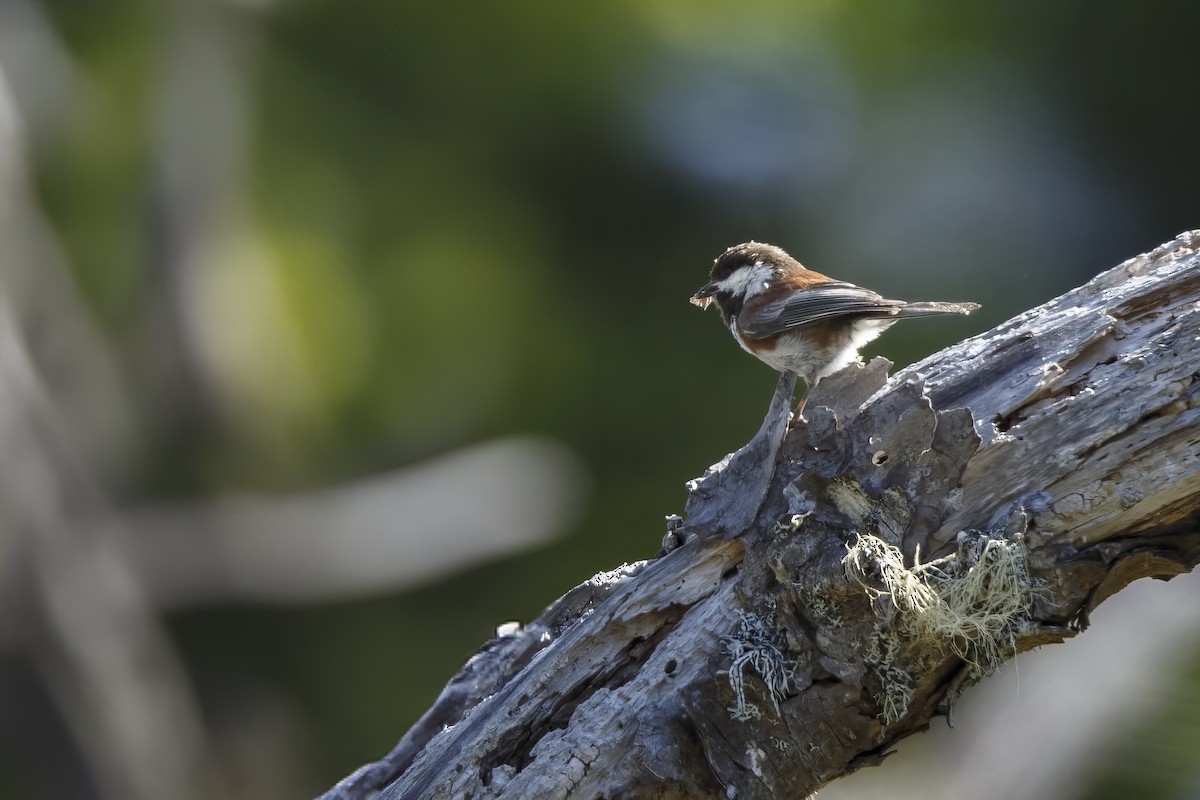 Chestnut-backed Chickadee - ML625811872