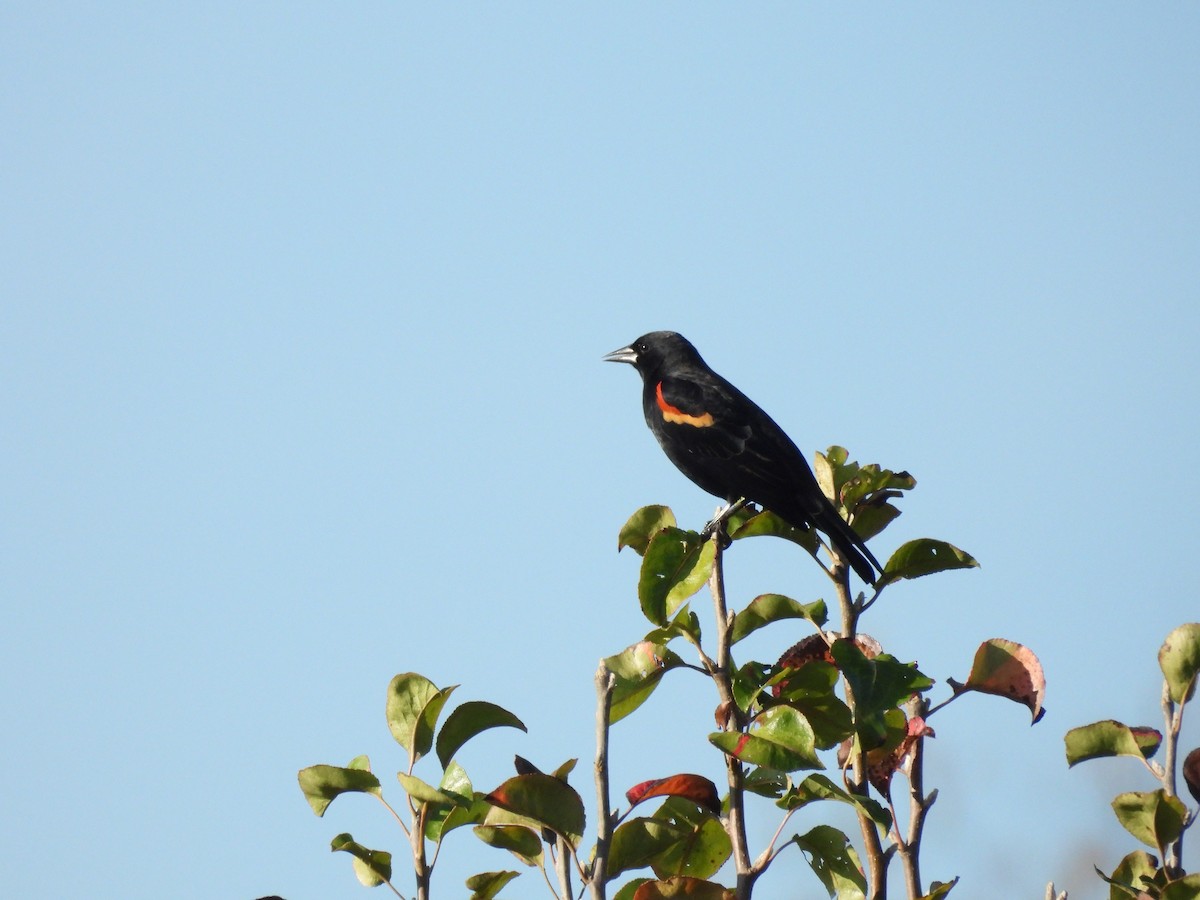 Red-winged Blackbird - ML625811873