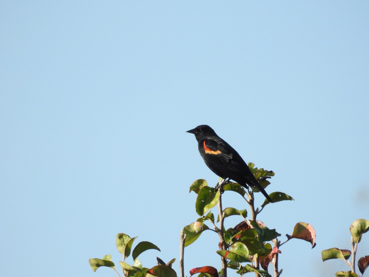 Red-winged Blackbird - ML625811874