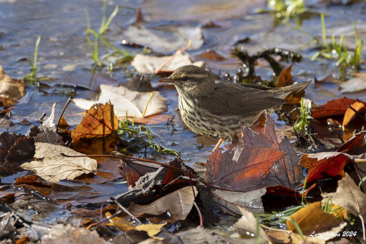 Northern Waterthrush - ML625811975