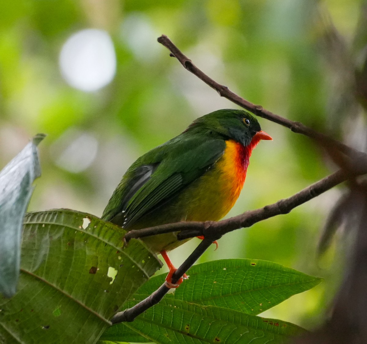 Scarlet-breasted Fruiteater - ML625812109