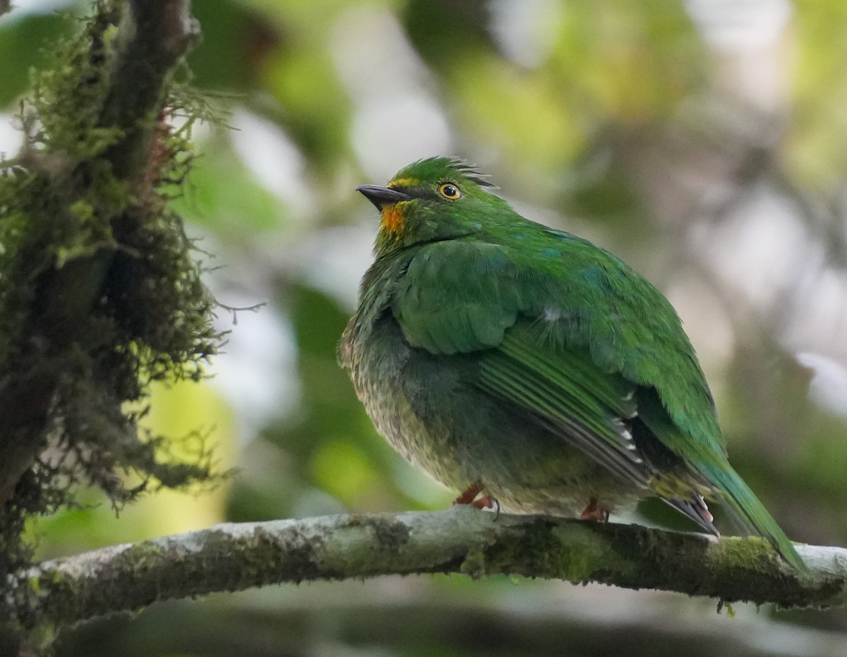 Scarlet-breasted Fruiteater - ML625812110